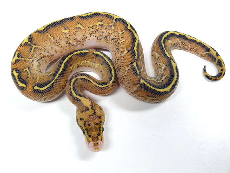 Gravel Spotnose Yellow Belly