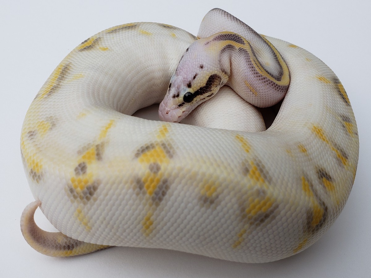 Gravel Super Pastel Yellow Belly