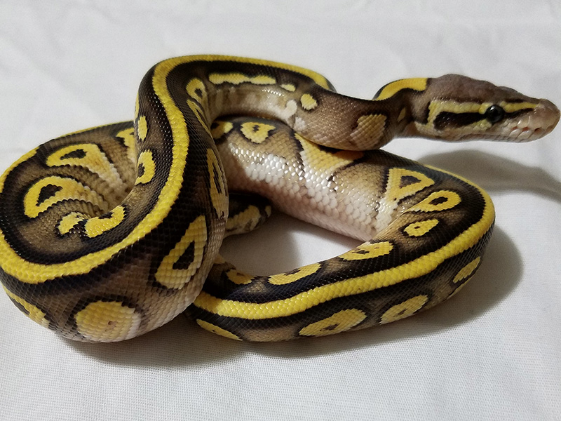 Harlequin Mojave Pastel Specter