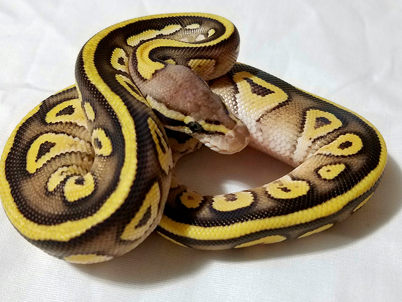 Harlequin Mojave Pastel Specter