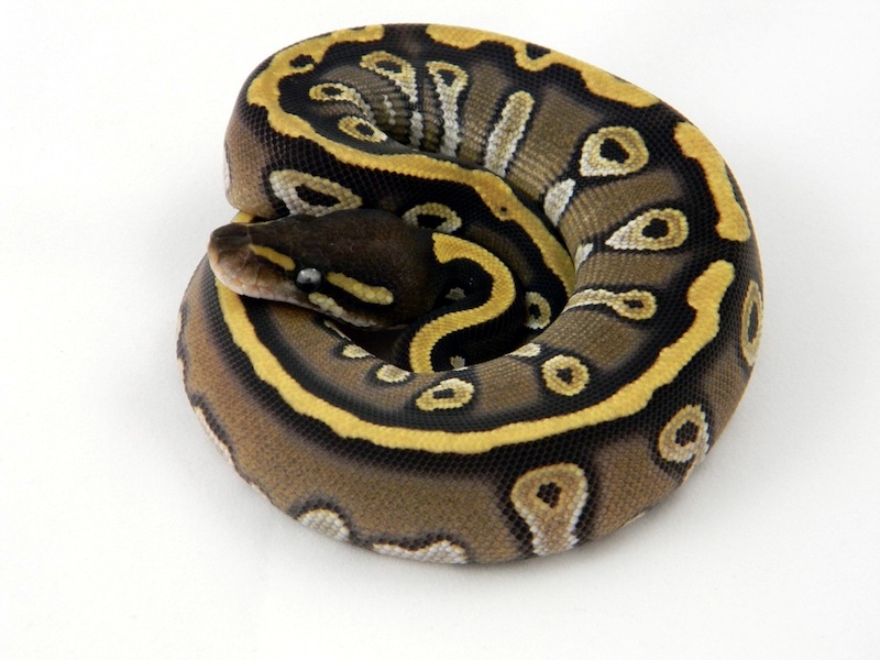 Harlequin Mojave