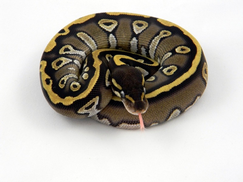 Harlequin Mojave