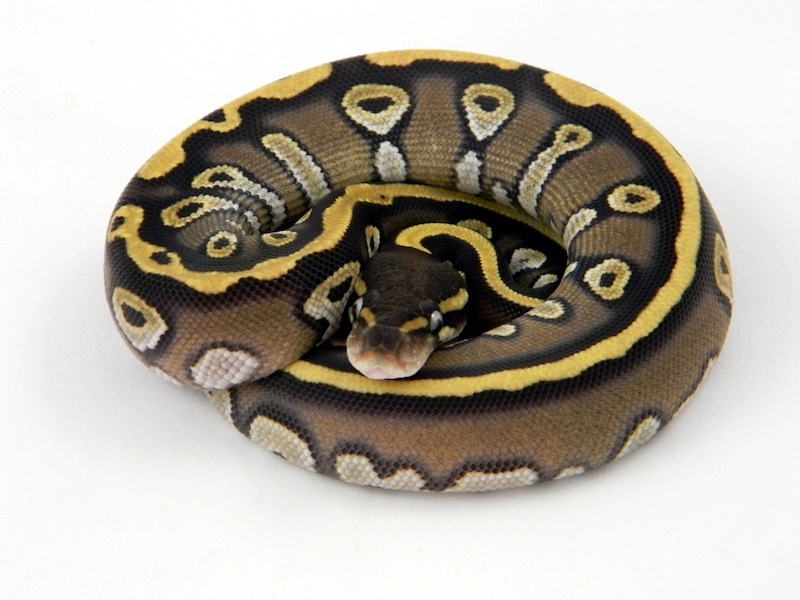 Harlequin Mojave