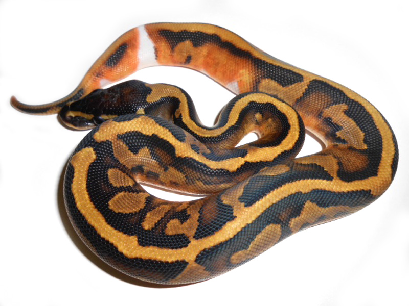 Harlequin Pied