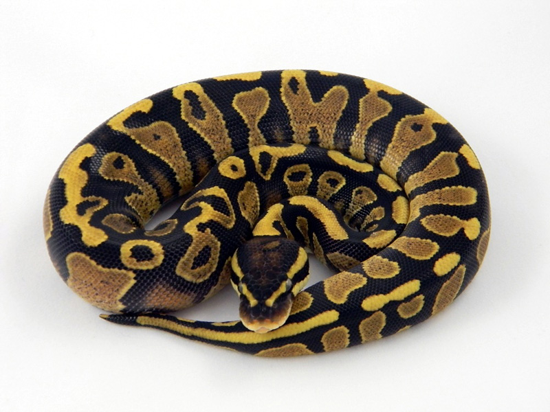 Harlequin Yellow Belly - Amir Line