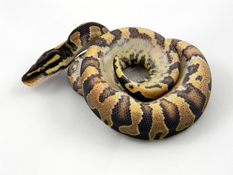Harlequin Yellow Belly - Amir Line