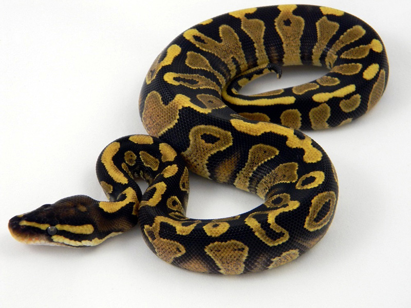 Harlequin Yellow Belly - Amir Line