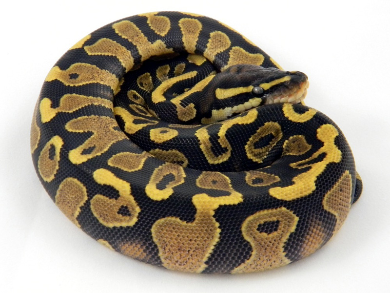 Harlequin Yellow Belly - Amir Line