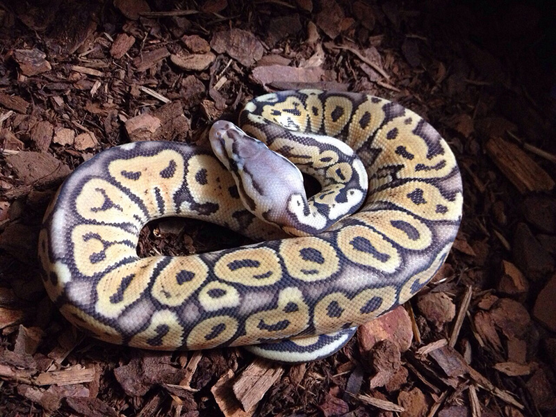 Het Red Axanthic Ghost Pastel