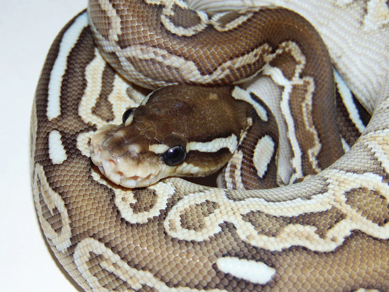 Het Red Axanthic Huffman Lesser