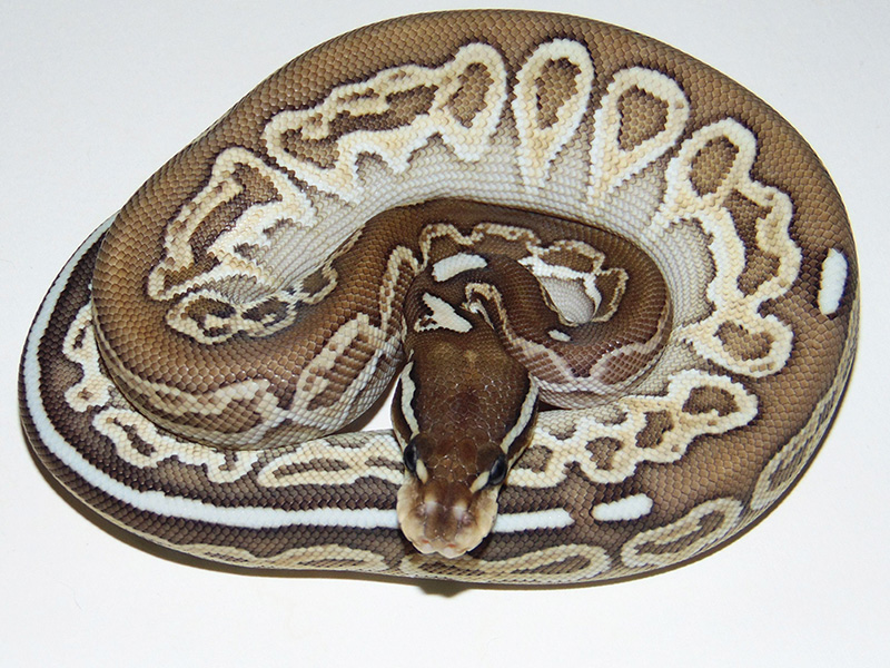 Het Red Axanthic Huffman Lesser