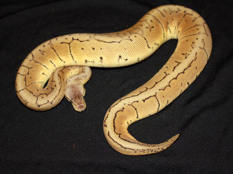 Het Red Axanthic Lemon Blast