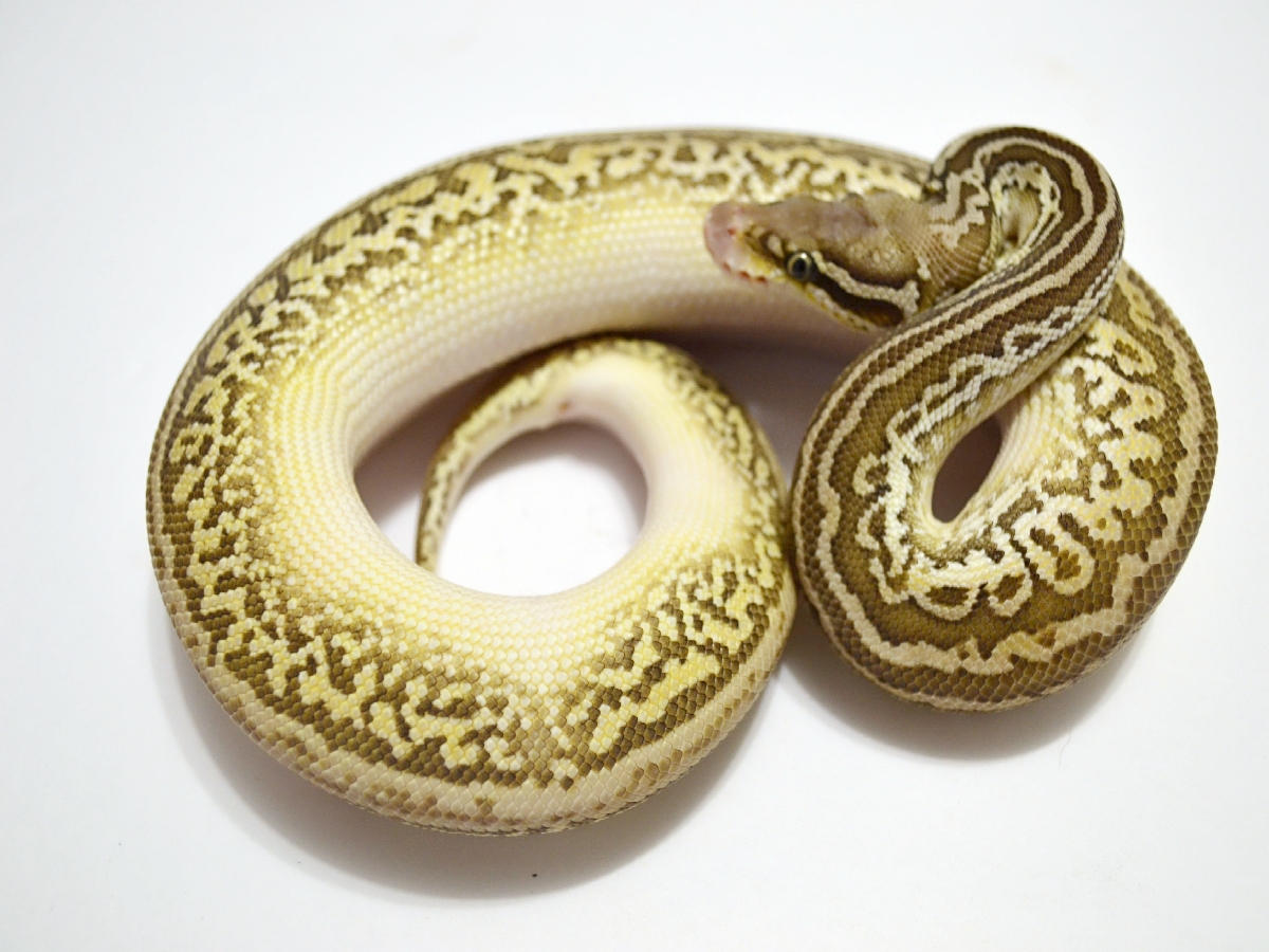 Het Red Axanthic Leopard Lesser Pastel