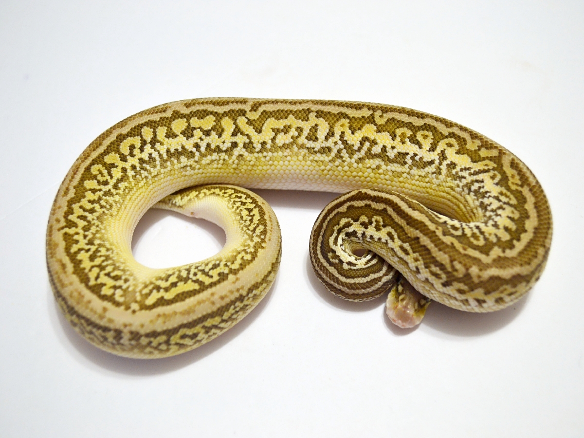 Het Red Axanthic Leopard Lesser Pastel