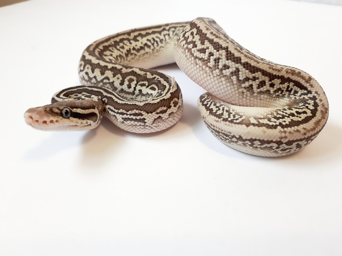 Het Red Axanthic Leopard Lesser Pastel