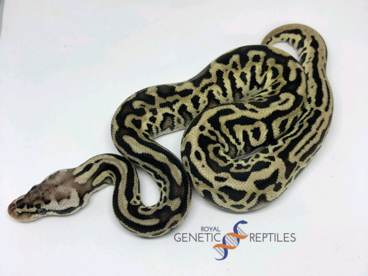 Het Red Axanthic Leopard Pastel Spotnose