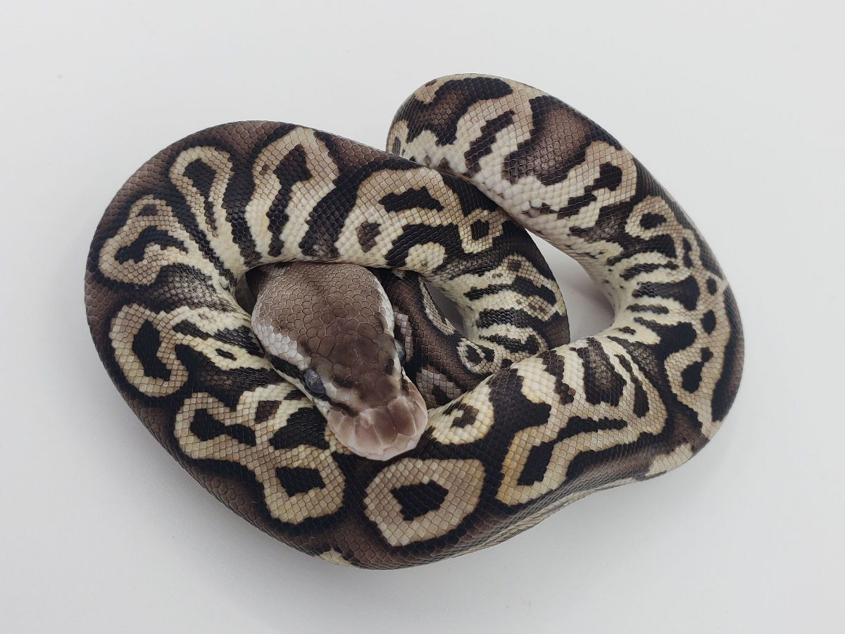 Het Red Axanthic Leopard Pastel Yellow Belly