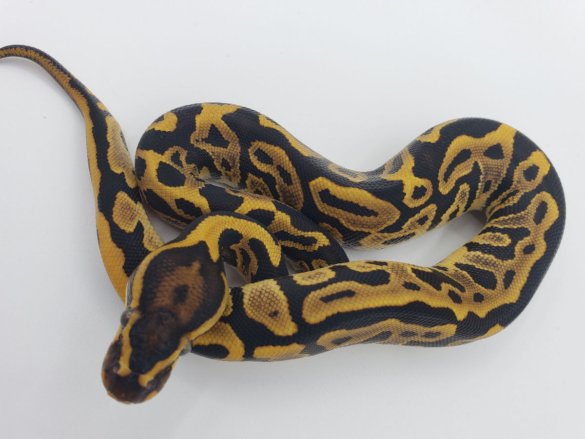 Het Red Axanthic Leopard Yellow Belly