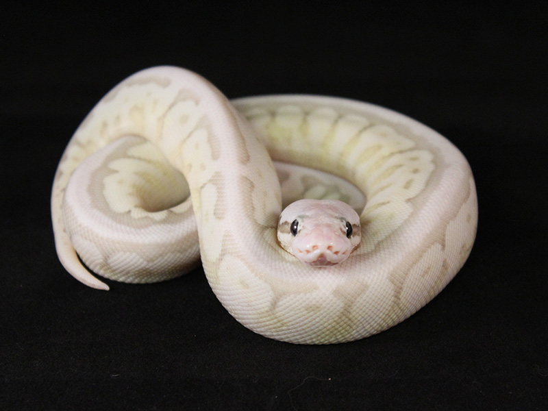 Het Red Axanthic Lesser Spider Super Pastel