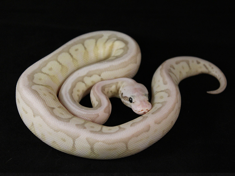 Het Red Axanthic Lesser Spider Super Pastel