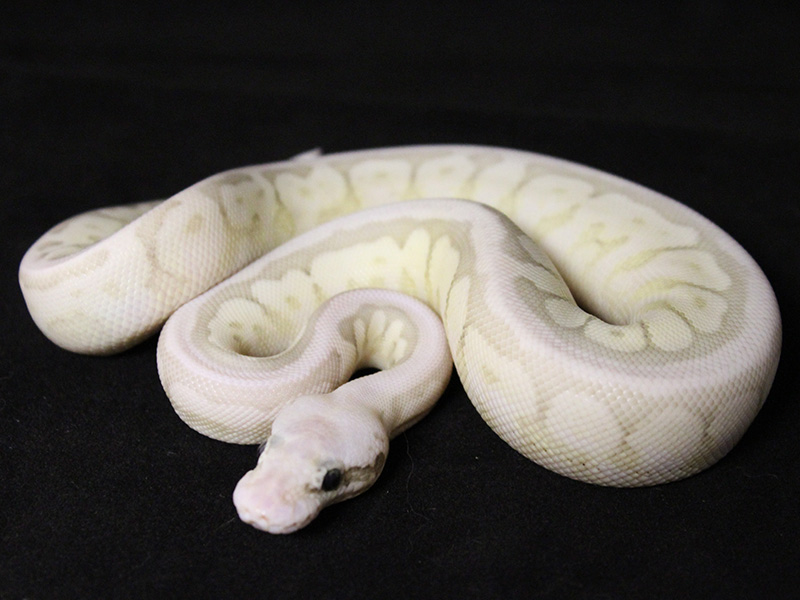 Het Red Axanthic Lesser Spider Super Pastel