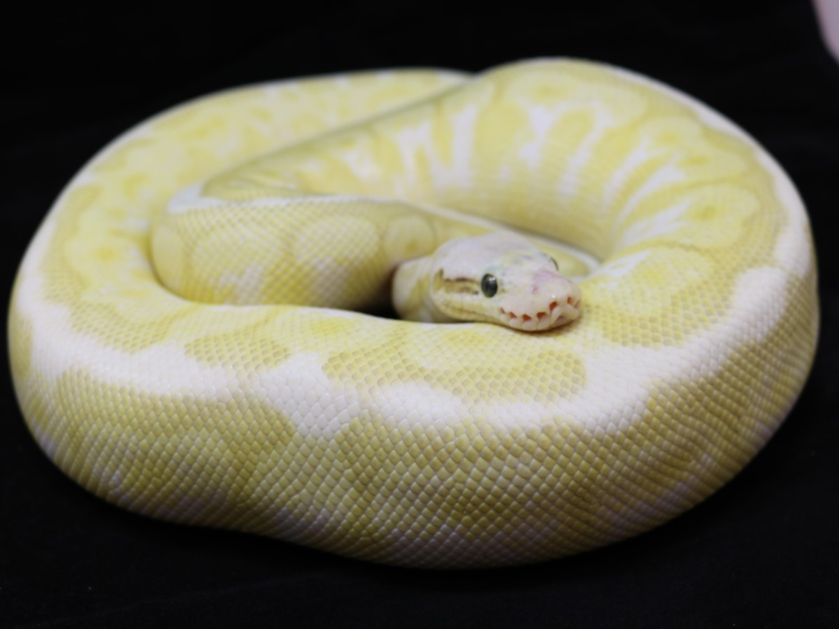 Het Red Axanthic Lesser Spider Super Pastel