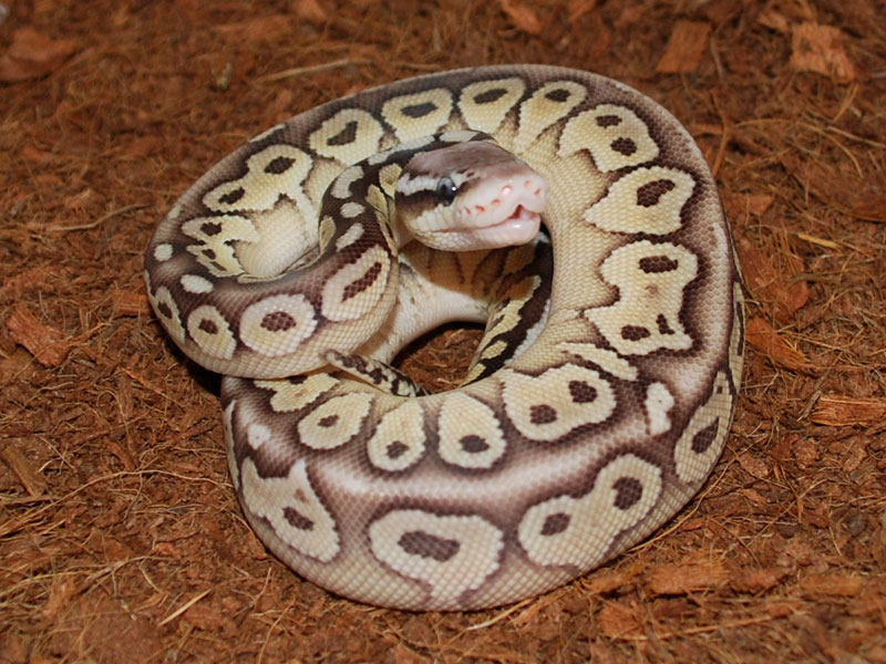 Het Red Axanthic Lesser Super Pastel