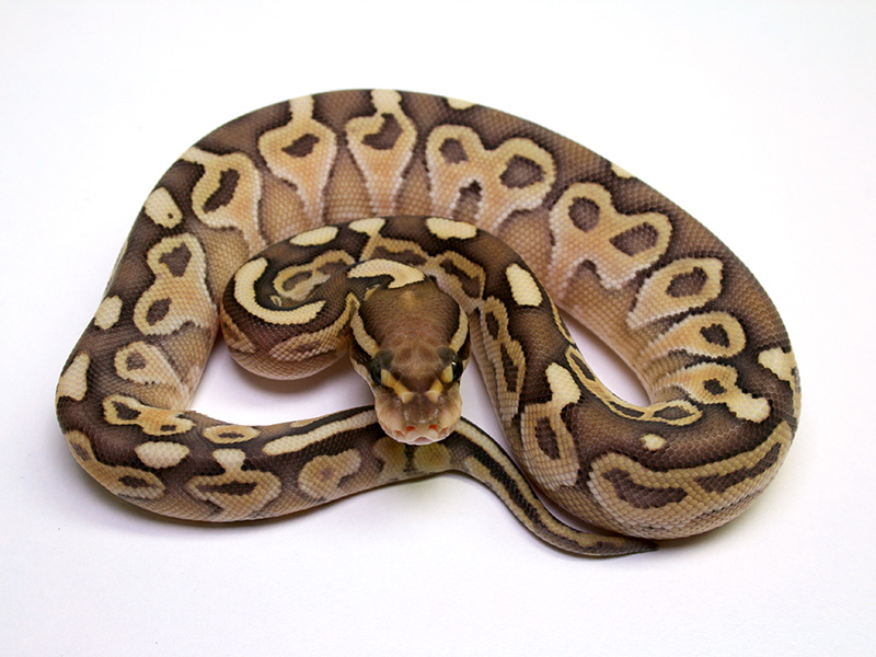 Het Red Axanthic Lesser Vanilla