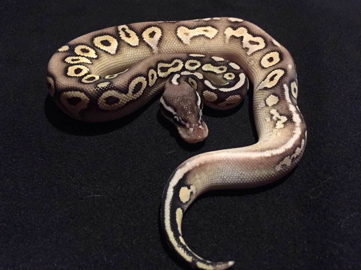 Het Red Axanthic Mojave Pastel Sugar