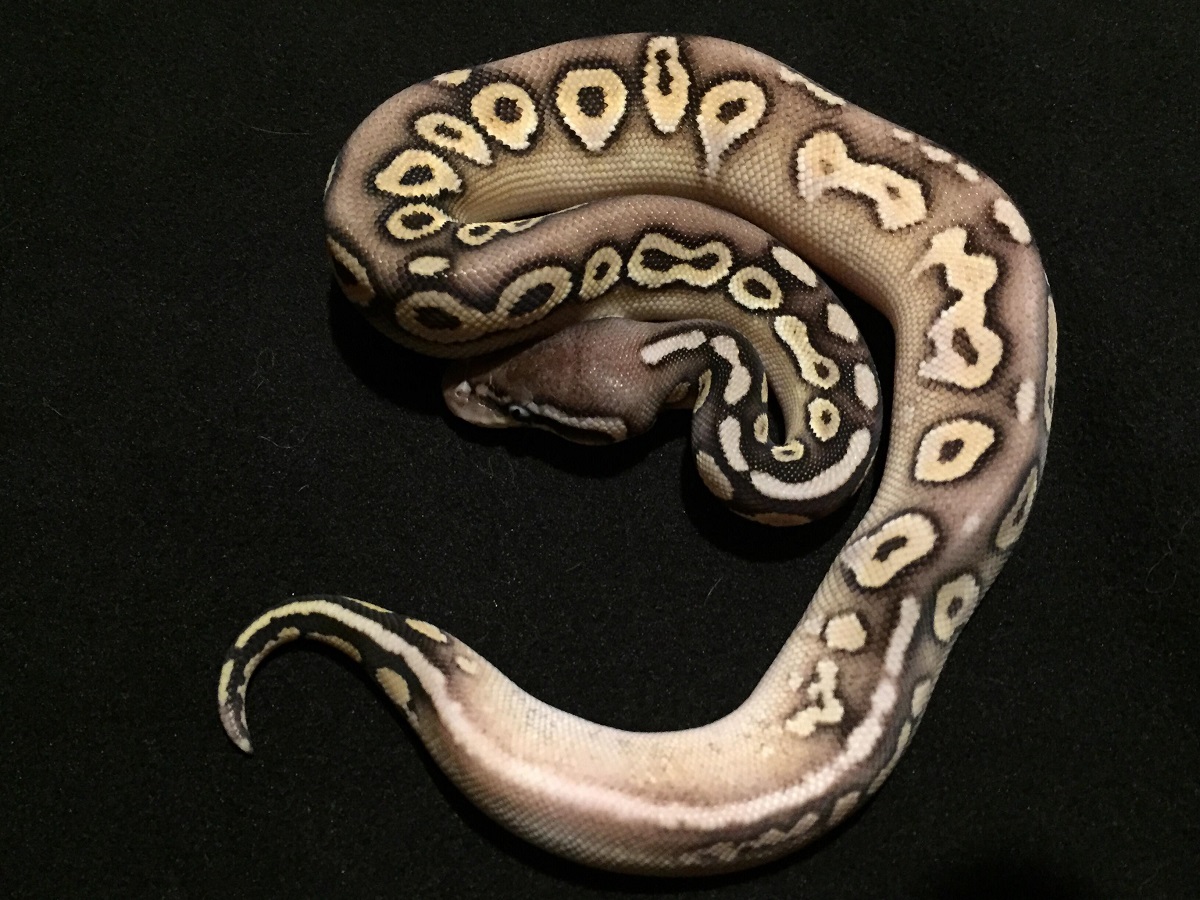 Het Red Axanthic Mojave Pastel Sugar