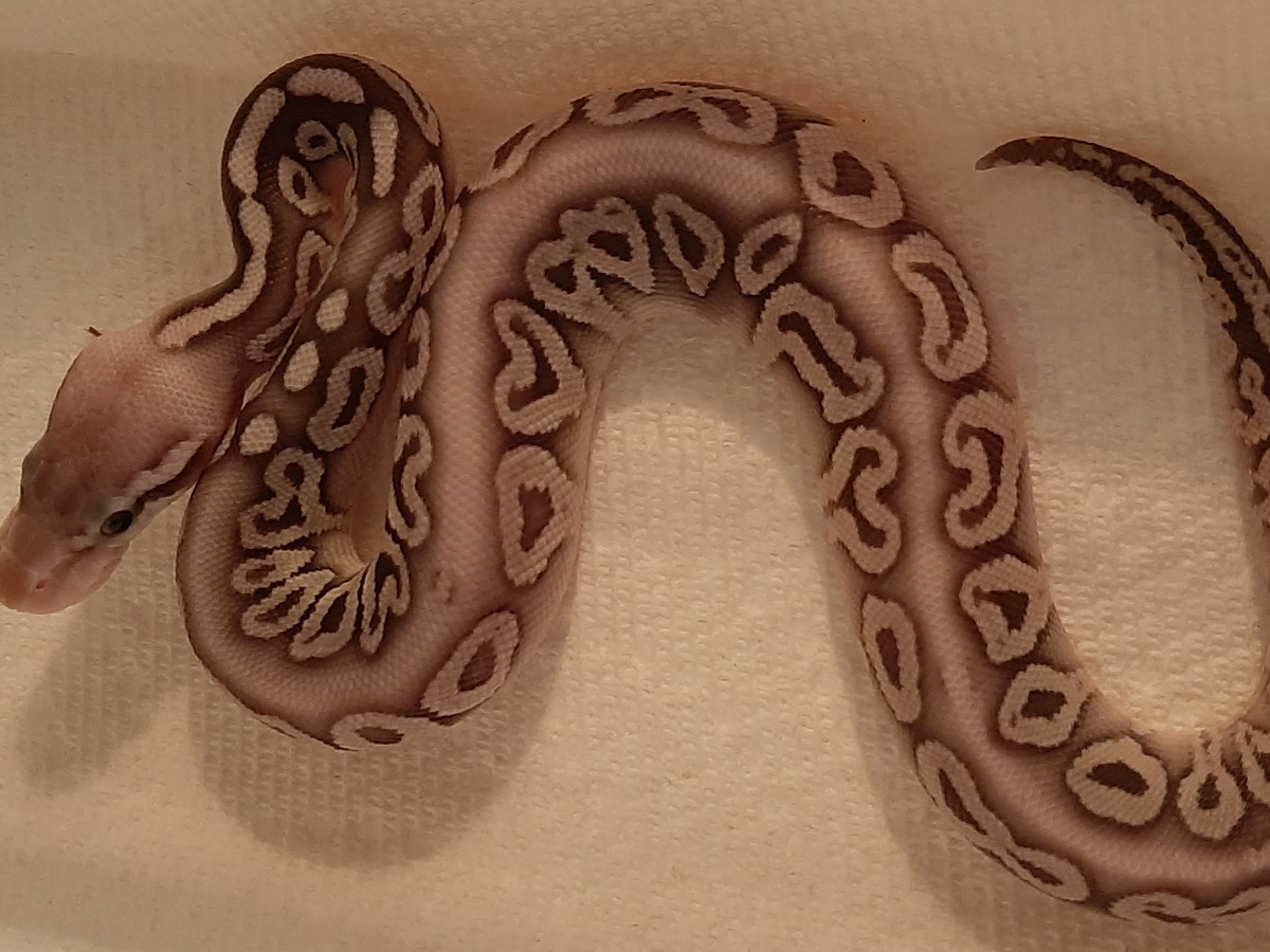 Het Red Axanthic Mojave Super Pastel