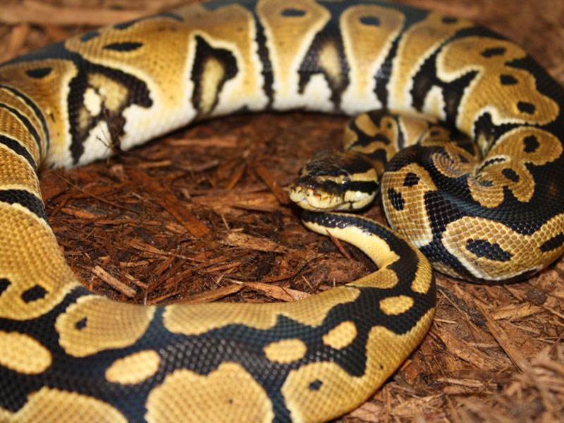 Het Red Axanthic Orange Dream