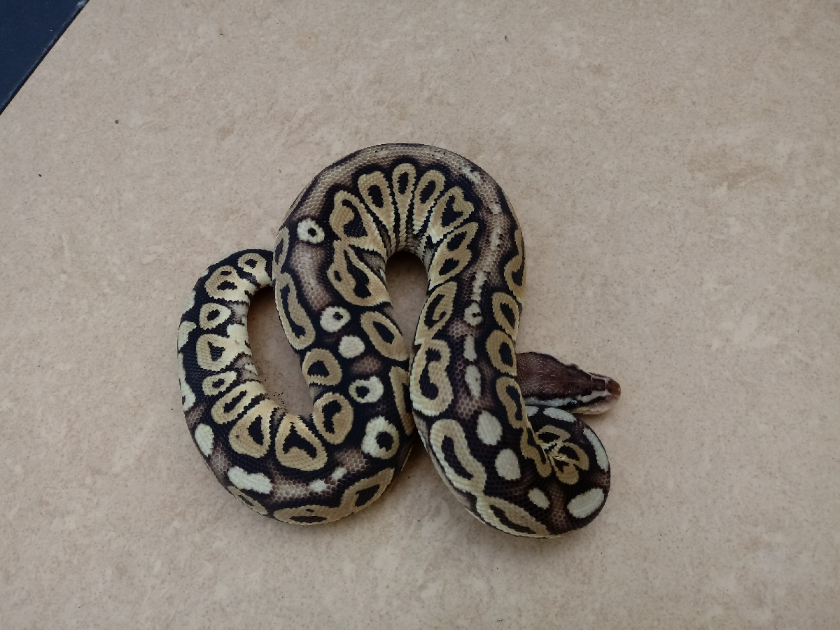 Het Red Axanthic Pastel Russo Het Leucistic