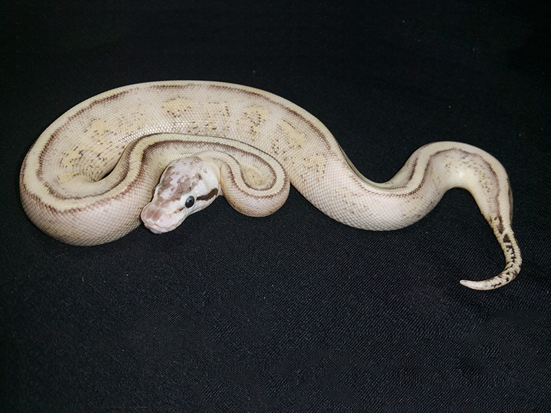 Het Red Axanthic Pastel Specter Yellow Belly