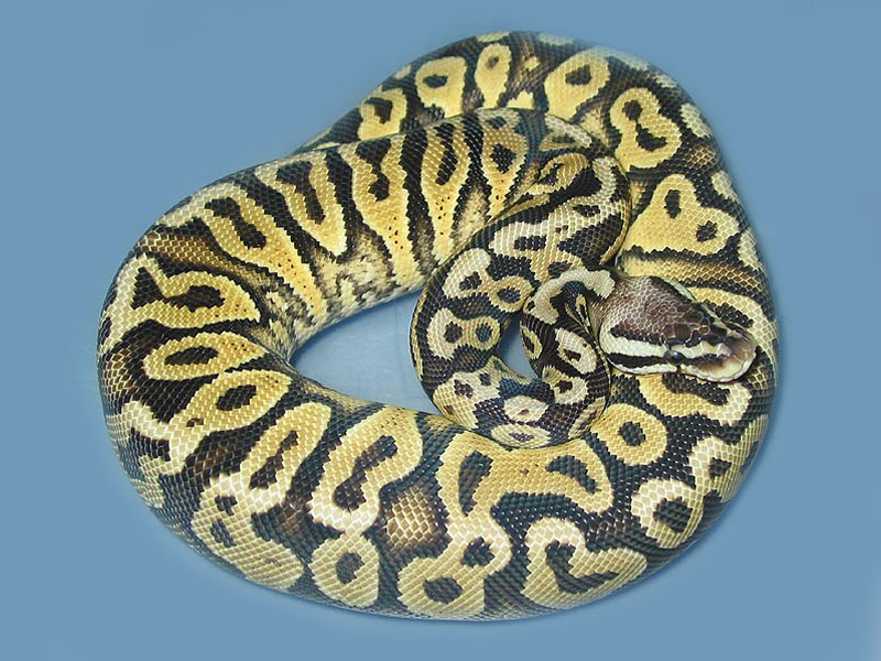 Het Red Axanthic Pastel Yellow Belly