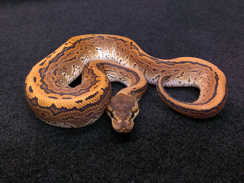 Het Red Axanthic Pinstripe Mystic