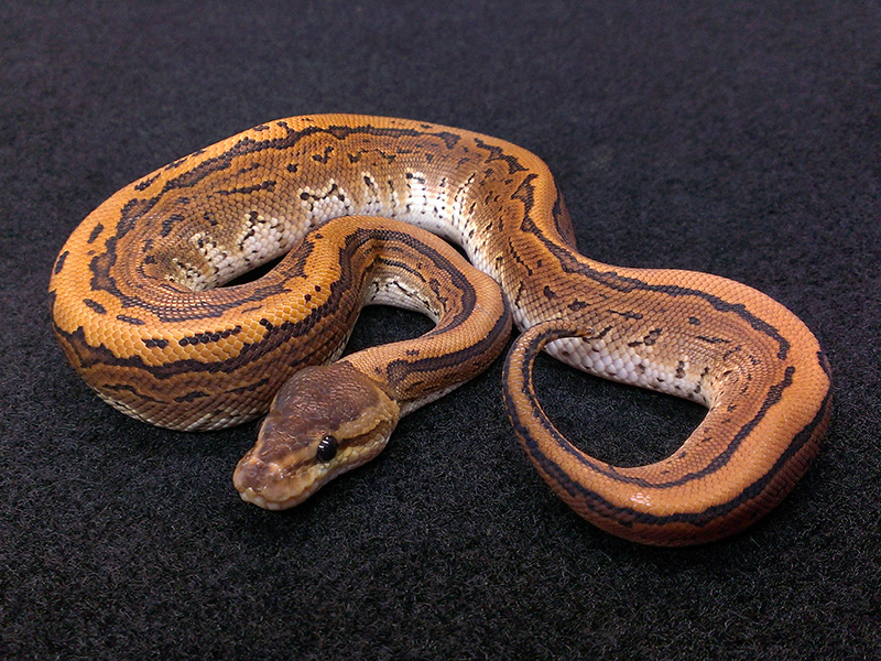 Het Red Axanthic Pinstripe Mystic