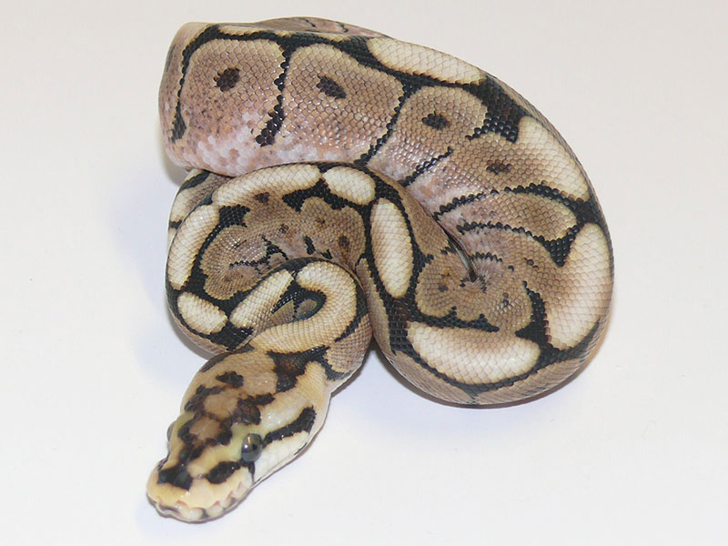 Morph List - World of Ball Pythons