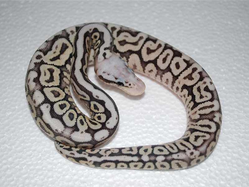 Het Red Axanthic Spotnose Super Pastel