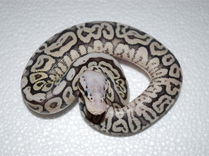 Het Red Axanthic Spotnose Super Pastel