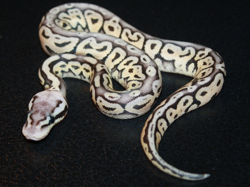 Het Red Axanthic Super Pastel