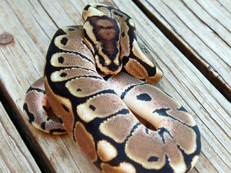 Het Red Axanthic Woma