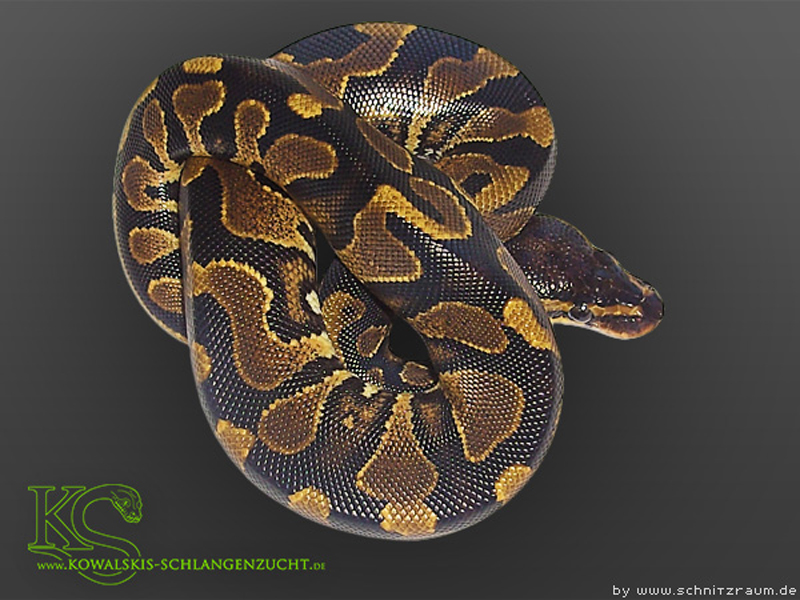 Morph List - World of Ball Pythons