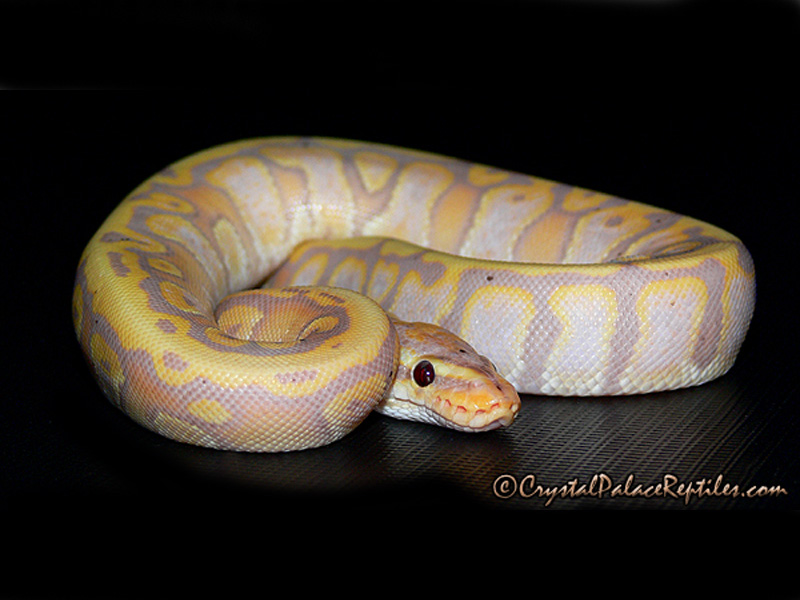 Hidden Gene Woma Coral Glow