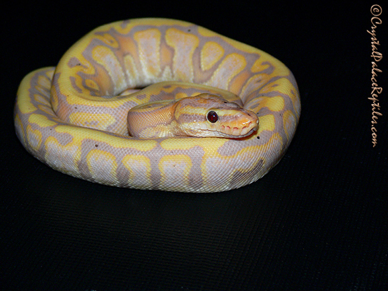 Hidden Gene Woma Coral Glow