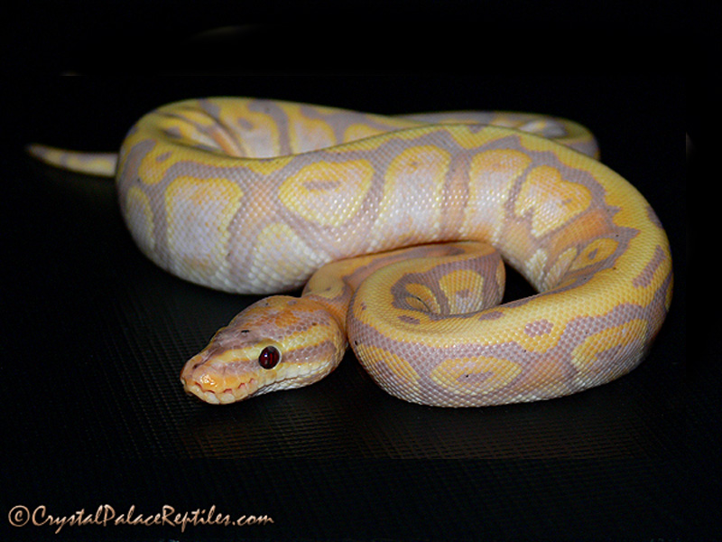 Hidden Gene Woma Coral Glow