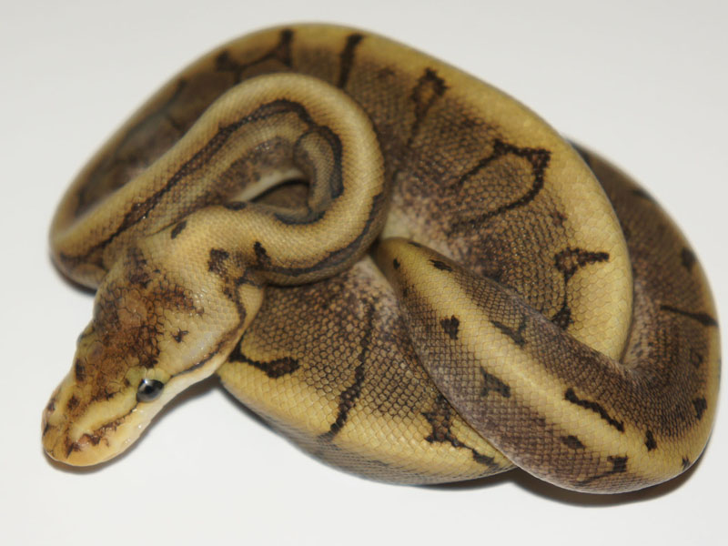 Morph List - World of Ball Pythons Morph List - World of Ball Pythons