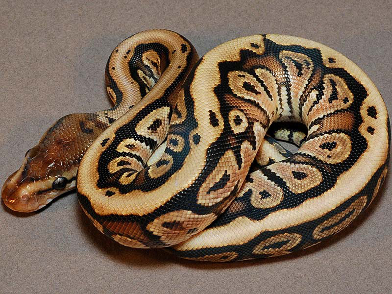 Hidden Gene Woma Granite Specter