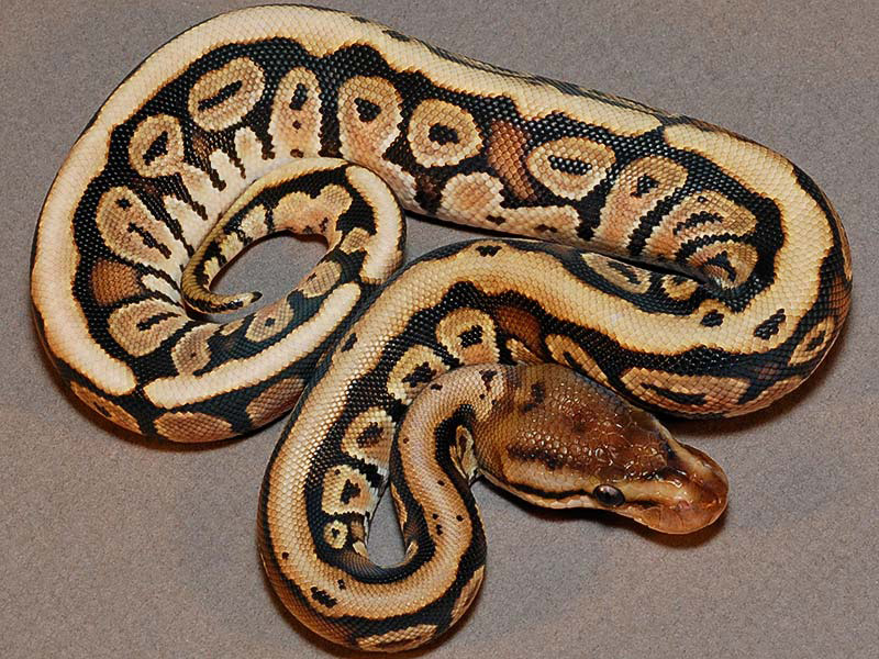 Hidden Gene Woma Granite Specter