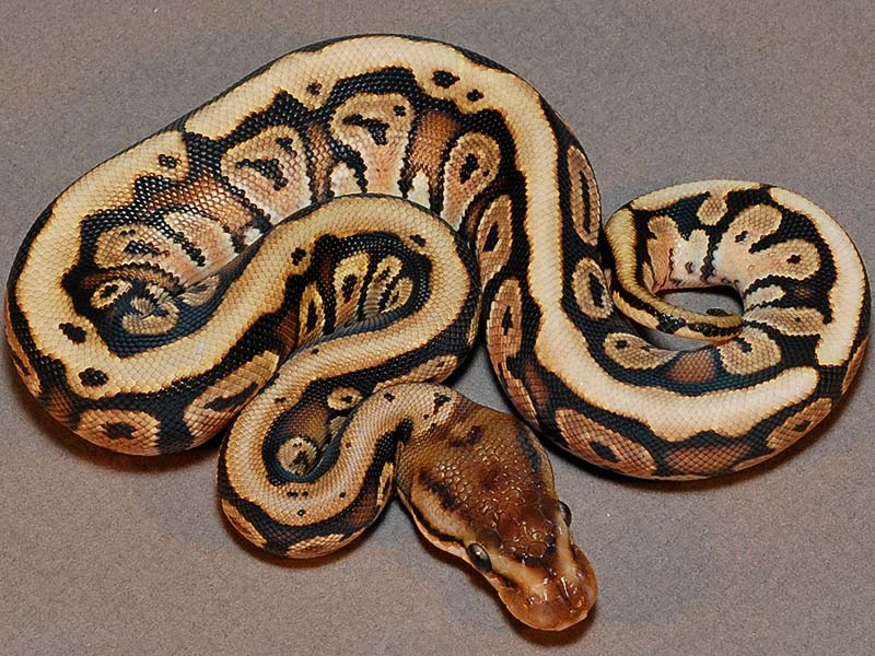 Hidden Gene Woma Granite Specter